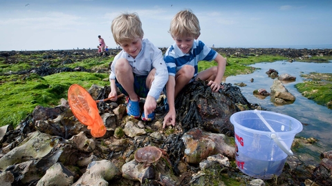 Children look for rockpool creatures on the beach