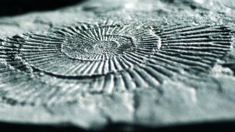 stone fossil of a large ammonite
