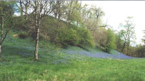 Argill Woods Nature Reserve Landscape