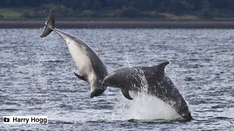 Bottlenosed-Dolphins