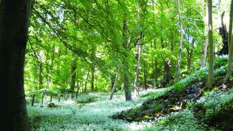 image of woodland in spring with wild garlic plant carpeting the ground