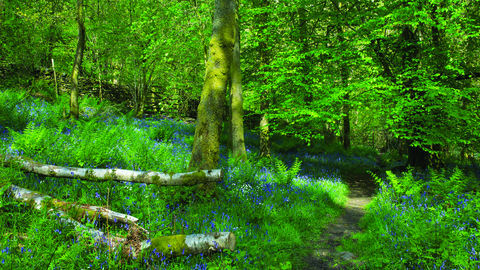 image of a Bluebell wood at Dorothy farrers spring wood - copyright john morrison