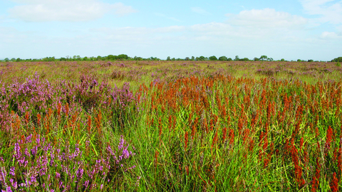 image of Drumburgh moss nature reserve