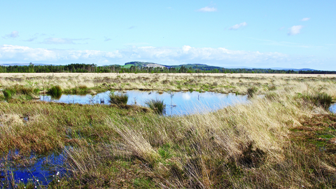 image of Foulshaw moss landscape -copyright ian alexander waite