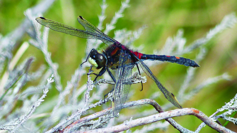 image of White faced darter dragonfly - copyright David Clark