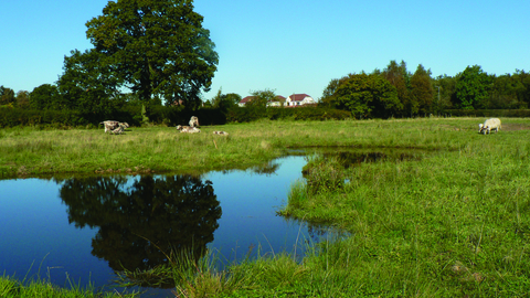 image of wetland landscape at Gosling sike with long horn cattle