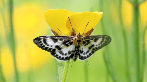Small magpie moth on buttercup - copyright Nigel Gilligan
