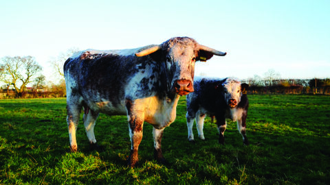 image of Longhorn cattle copyright Emma Hesseltine