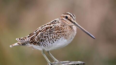 Snipe bird on a fence post copyright margaret holland
