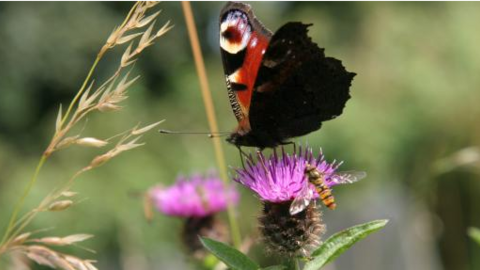 Butterfly spreading wings