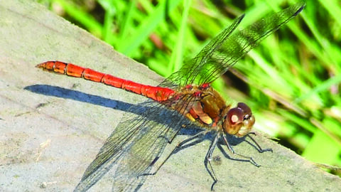 image of common darter dragonfly on boardwalk with grass in background