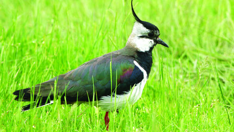 image of a Lapwing standing in grassland -copyright jim higham