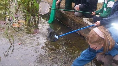 Having a pond dip