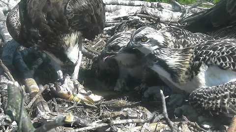 Image of ospreys Blue 35, Blue 5N, Blue 7N and Blue 9N