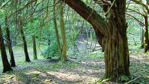 Grubbins wood landscape