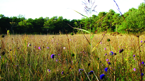 image of Hale moss nature reserve landscape