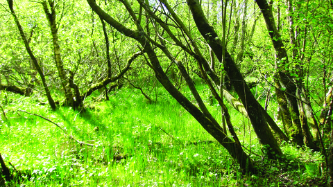 image of Newton reigny nature reserve landscape