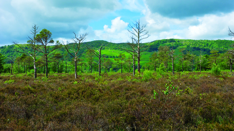 image of Nichols moss landscape -copyright john morrison