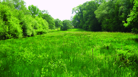 image of grassland and woodland at Orton moss nature reserve