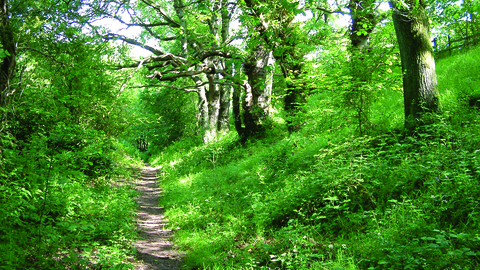 image of path and woodland at Quarry banks reserve