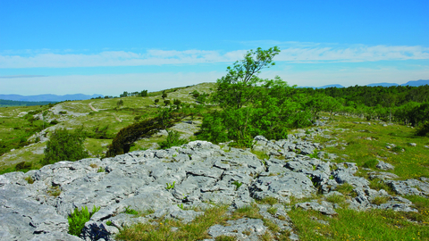 image of limestone pavement at whitbarrow hervey memorial reserve - copyright john morrison