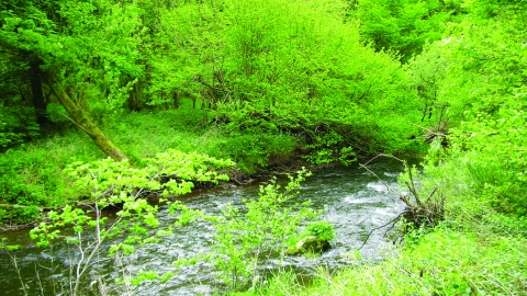 image of river and woodland at wreay woods nature reserve