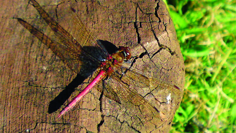 common darter
