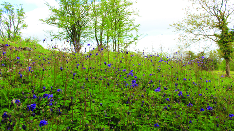 image of blue flowers at latterbarrow nature reserve - copyright michelle waller