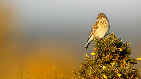 Linnet -copyright jon hawkins - surrey hills photography