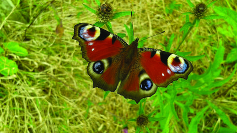Peacock butterfly