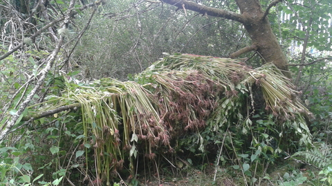 Himalayan balsam removal work at Wreay Woods