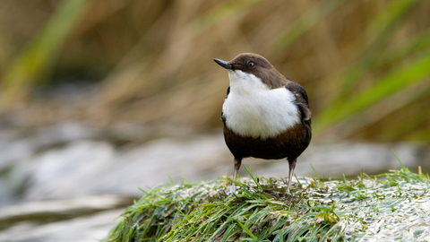 Dipper in stream