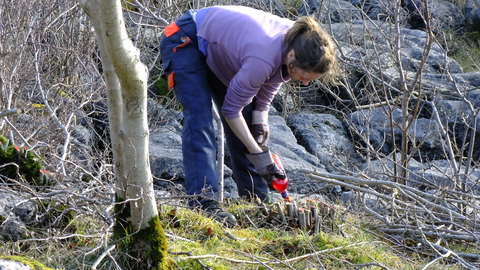 Volunteer removing scrub at Hutton Roof