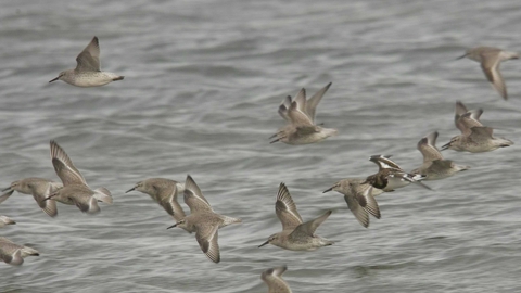 Flock of knot flying - copyright Derek Moore