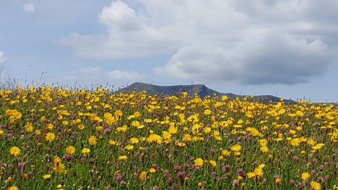 Wildflower meadow at Eycott Hill