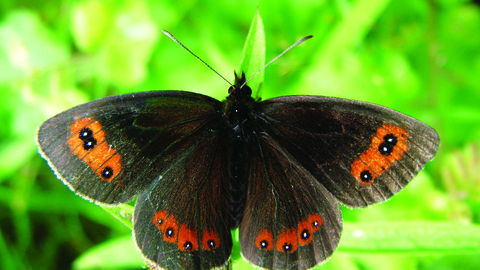 Image of Scotch argus butterfly at Smardale Nature Reserve