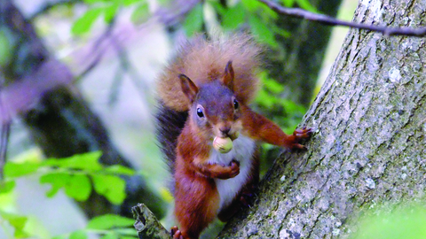 image of a Red squirrel in tree at smardale gill nature reserve