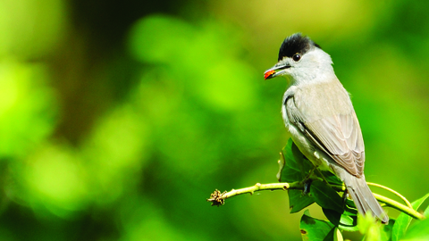 image of a blackcap bird against green background -copyright amy lewis