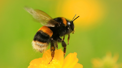Photo of buff-tailed bumblebee on buttercup