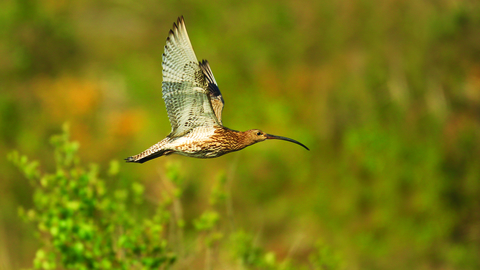 curlew in flight - copyright jon hawkins surrey hills photography