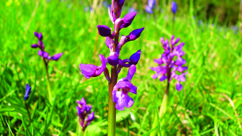 image of Early purple orchids in the wild -copyright Tony Saunders