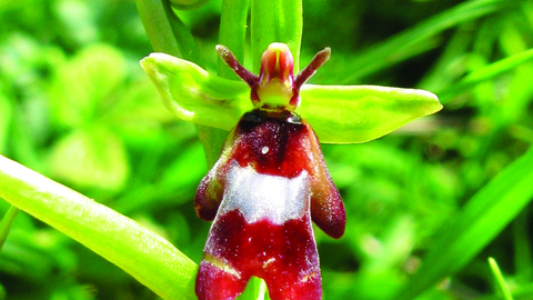 image of a fly orchid - copyright david benham