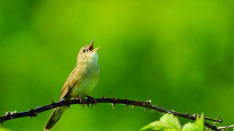 image of a grasshopper warbler bird singing  -copyright amy lewis