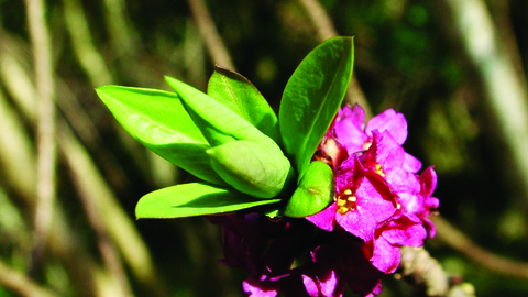 Image of a pink Mezeron in flower