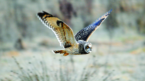 image of a short eared owl in flight in winter -copyright amy lewis