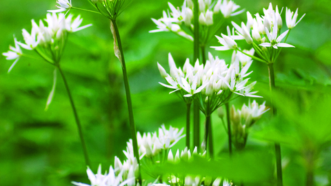 image of Wild garlic. copyright Paul Lane