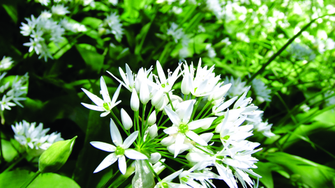 Image of Wild garlic flowers