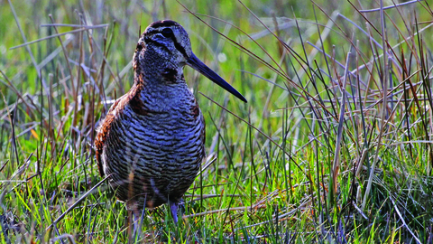 image of a woodcock bird - copyright margaret holland