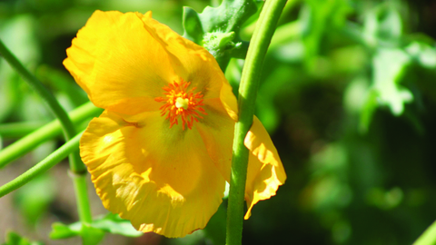 image of a yellow horned poppy flower  - copyright john attiwell