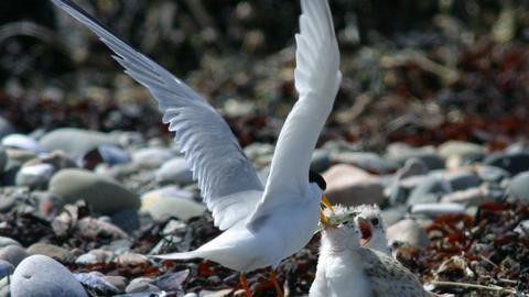 Image of little tern feeding chicks at Foulney Island Nature Reserve